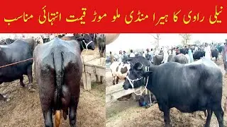 Malumor Mandi Big Buffalo Price I pk janware update l #malumoremandi