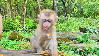 Monkey Sheba is so beautiful; she hugs orphan Tinky monkey, walking on two legs.