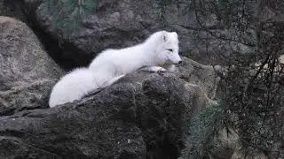 Cute fox ncs background music