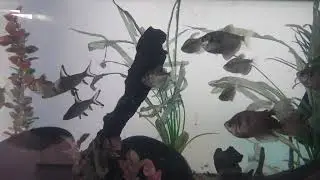 The fish tank of the John Radcliffe Hospital Emergency Department, Oxford