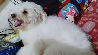 🐶 #maltese #doglover #lhasaapso #dogshorts #pets #dog #toypoodle #shihtzu #maltipoo #petbacker