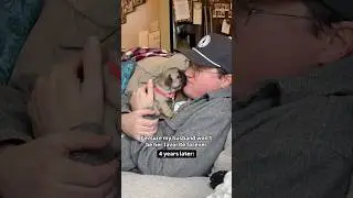 Puppy BEFORE and AFTER (4 years later) #dogs #animals #frenchbulldog #puppy #dog #pets #funny #pet