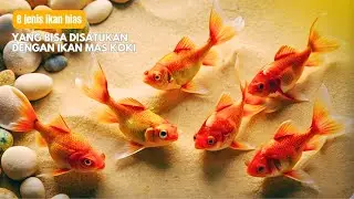 8 jenis ikan hias cantik yang bisa disatukan dengan ikan mas koki