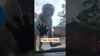 Monkey enjoying car ride #funny #ytshorts #funnyshorts #fun #entertainment #travel #shorts