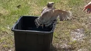 Second Chance of Life: Red Shouldered Hawk returned to the wild