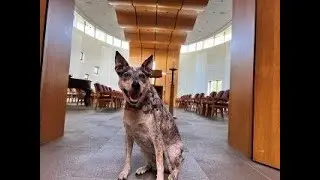 Annual Pet Blessing and Feast of St. Francis | St. Paul's Monastery