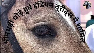 पोनी नहीं.... घोडा है भीमथड़ी...