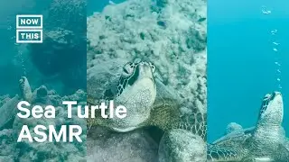 Adorable Seat Turtle Blows Bubbles Underwater 🐢💚