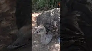 Striding Giants: The Marvels of Ostriches .