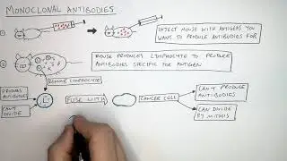 GCSE Biology - Monoclonal Antibodies