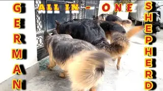 LONG DOUBLE MEDIUM COAT GERMAN SHEPHERDS|#dog #gsds #germanshepherd #dogshorts #petlover #pets #vlog