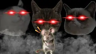 I Tried To Escape 3 Angry Cats in Roblox
