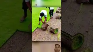We are they growing carpet grass #farming #facts #grass #grass #grasses #grasscare #newgrass