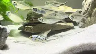 Relaxing Aquarium with Scissortail Rasboras | Peaceful Aquascape for Stress Relief