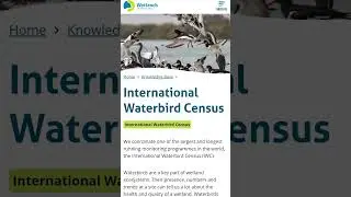 IWC, International Waterbird Census - censimento degli uccelli acquatici