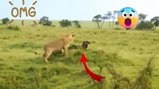 The Eagle Failed To Hunt The Lion, So He Kidnapped The Lion's Cub