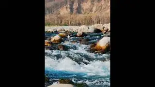 mesmerizing moment of crested kingfisher @All-inone