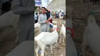 2 Dant Khasi Gulabi Bakra Price Update at Lalukhet Bakra Mandi #shorts #livestock