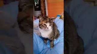 Случайное совпадение. Слова были про соседку #cat #матрица #соседка