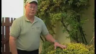 How To Identify And Control Powdery Mildew On Juponica Shrubs