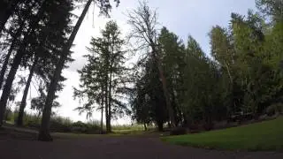 Nathan drops a big tree
