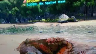 (Ark Insane Tames) Taming 120 Argent Perfect kibble tame