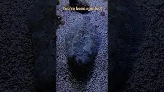 The peacock #flounder (Bothus mancus), also known as the flowery flounder, is a species of fish.