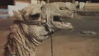 Why  Camel Hump  don't Contain Any  Water