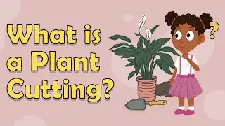 What is a Plant Cutting | Making Plants without Seeds | Biology for Kids | Key Stage Three
