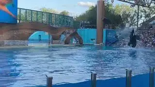 SeaWorld Orlando experience! #SeaWorldOrlando #Orcas #whale #MarineLife #ThemeParkFun #indian #usa