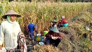 Alhamdulillah panen 🌽