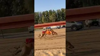 Amazing Speed and Strong dog @2km distance