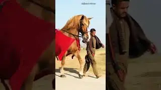 Biggest Zuljanah in pakistan new zuljana video short noha status #horse of imam hussain