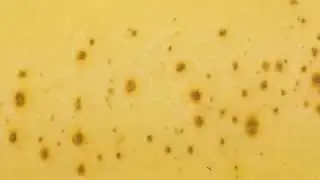Macro Quiz - #001