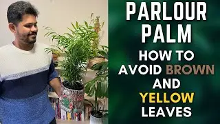 Parlour Palm | Tips To Avoid Brown and Yellow Leaves | M and MM Plants