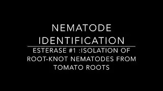 Molecular Identification of nematodes part1 #Esterase method