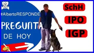 SchH , IPO , IGP , Que es y que Razas de Perros pueden practicarlo ?