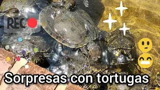 Noticias buenas y malas con mis tortugas.🌵🙂🐢
