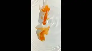 DSCF5136