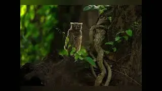 Brown Fish Owl