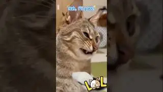 🐱Cat's Comical Response to Sour Cream Surprise! LOL! #cat #funnycat #funnycatreaction #Shorts