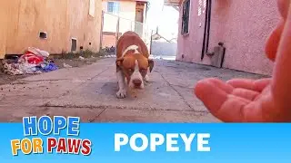 Pit Bull survives a fire, and then left behind by his family.  Please Share. #senior