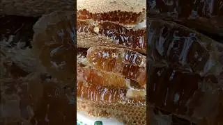 #honeybee #মধু #fruit #beehoney #bee #beekeeper #youtubeshorts #shorts