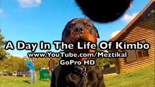 GoPro Dog - A Day In The Life Of Kimbo - Camera mounted on my Rottweiler at the woods