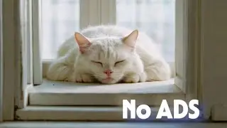 Music for Cats 😽 Good Sleep Music and Stress Relief Music for Cats 🐾