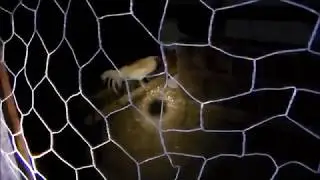 Lock your chickens up at night!