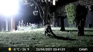 GardePro A3 Digital Wildlife Trail Camera Videos Only Worcester, England 22nd & 23rd April 2021