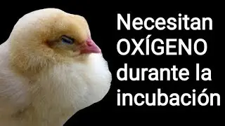 Que no falte Oxigeno en tu incubadora