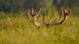 jelenie w rzepaku, ostatnie spotkanie w 24// redstags on rapesed field. our last meeting in 24