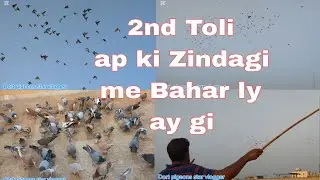 2nd Toli Zaheed and Nawaid Bhai k vip popular pigeons Laraiyon ka Shock 😲